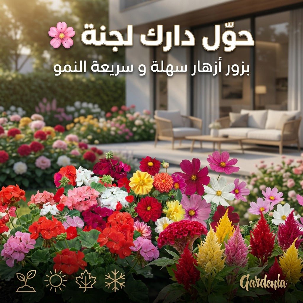 Gardenia - حزمة بذور الأزهار الخاصة - arabicanstorearabicanstorearabicanstoreGardenia - حزمة بذور الأزهار الخاصةGardenia - حزمة بذور الأزهار الخاصة